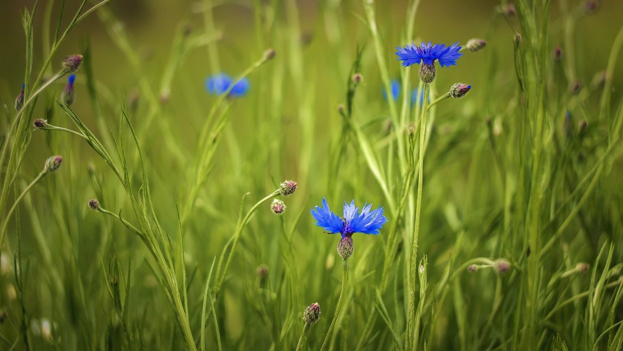 Бунин полевые цветы