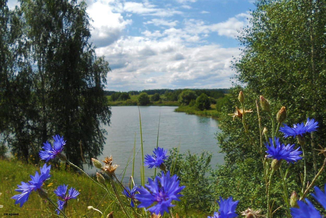 Васильки, Клевер, луговые цветы