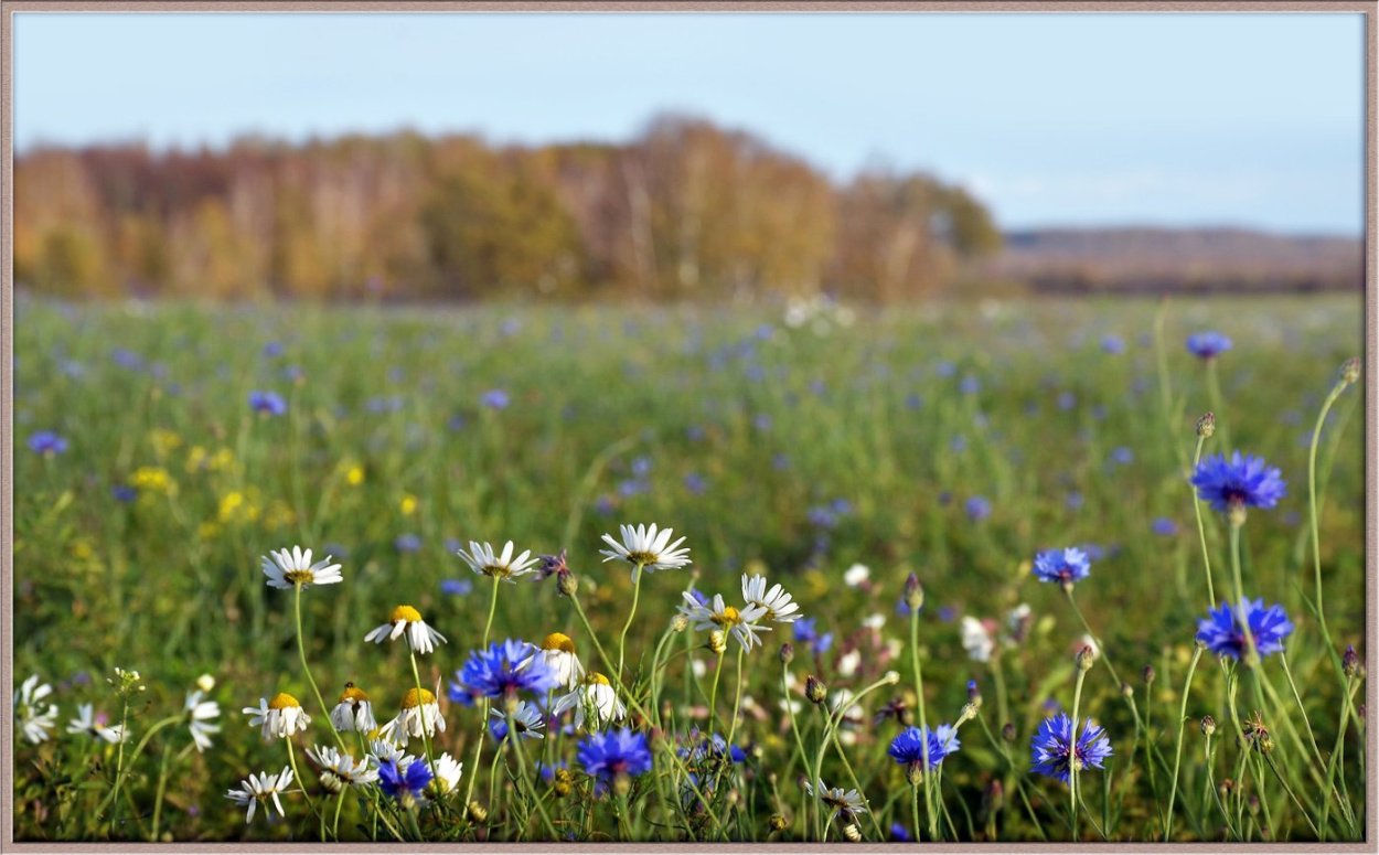 Ромашко Васильковое поле