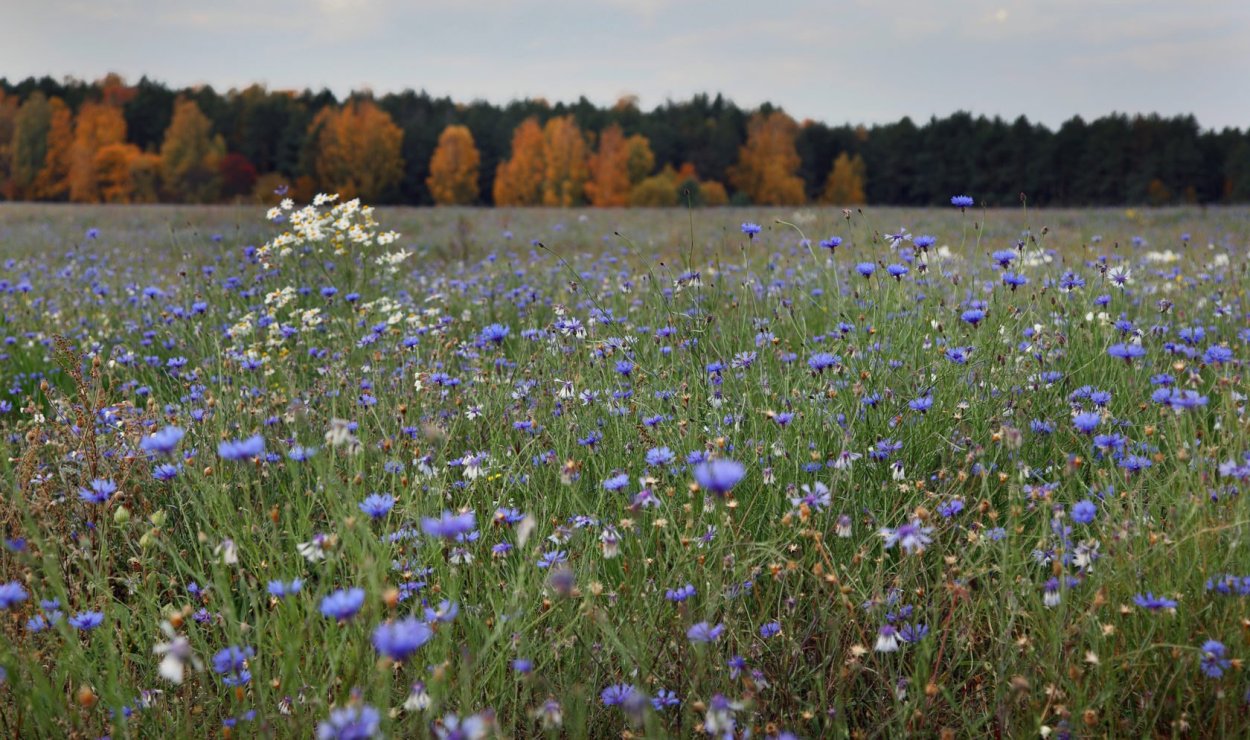 Полевые цветы