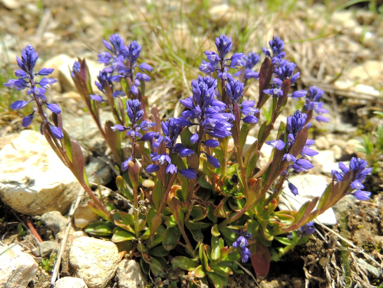 Polygala myrtifolia Violet