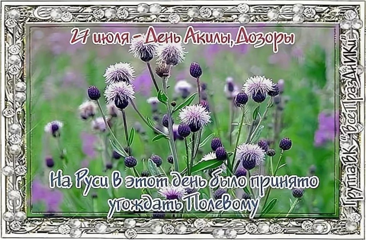 Бодяк полевой (осот)