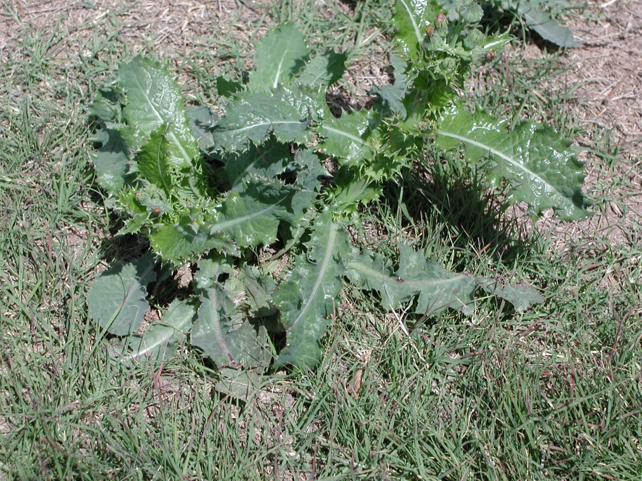 Осот колючий огородный сорняк