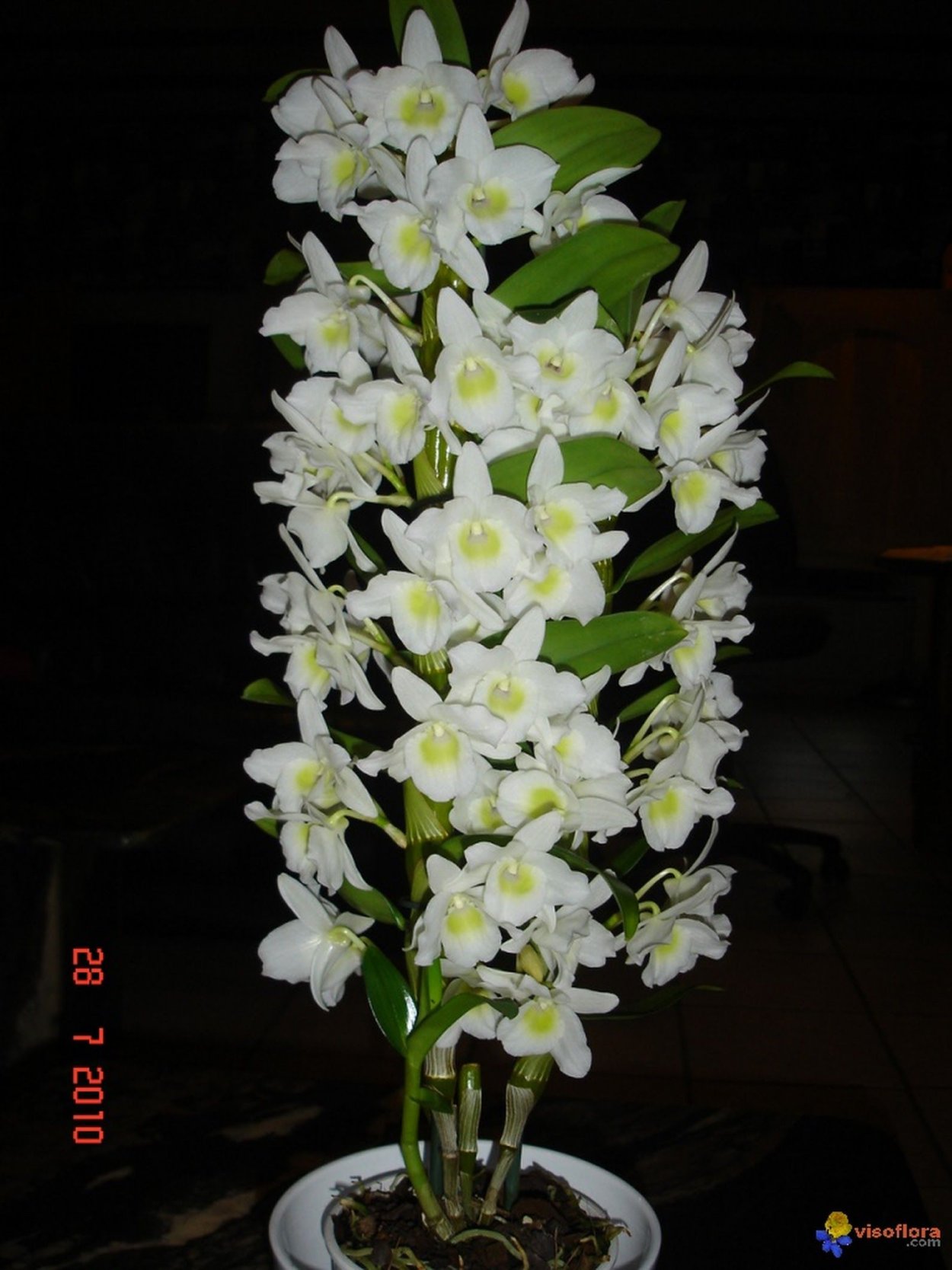 Орхидея стволовая