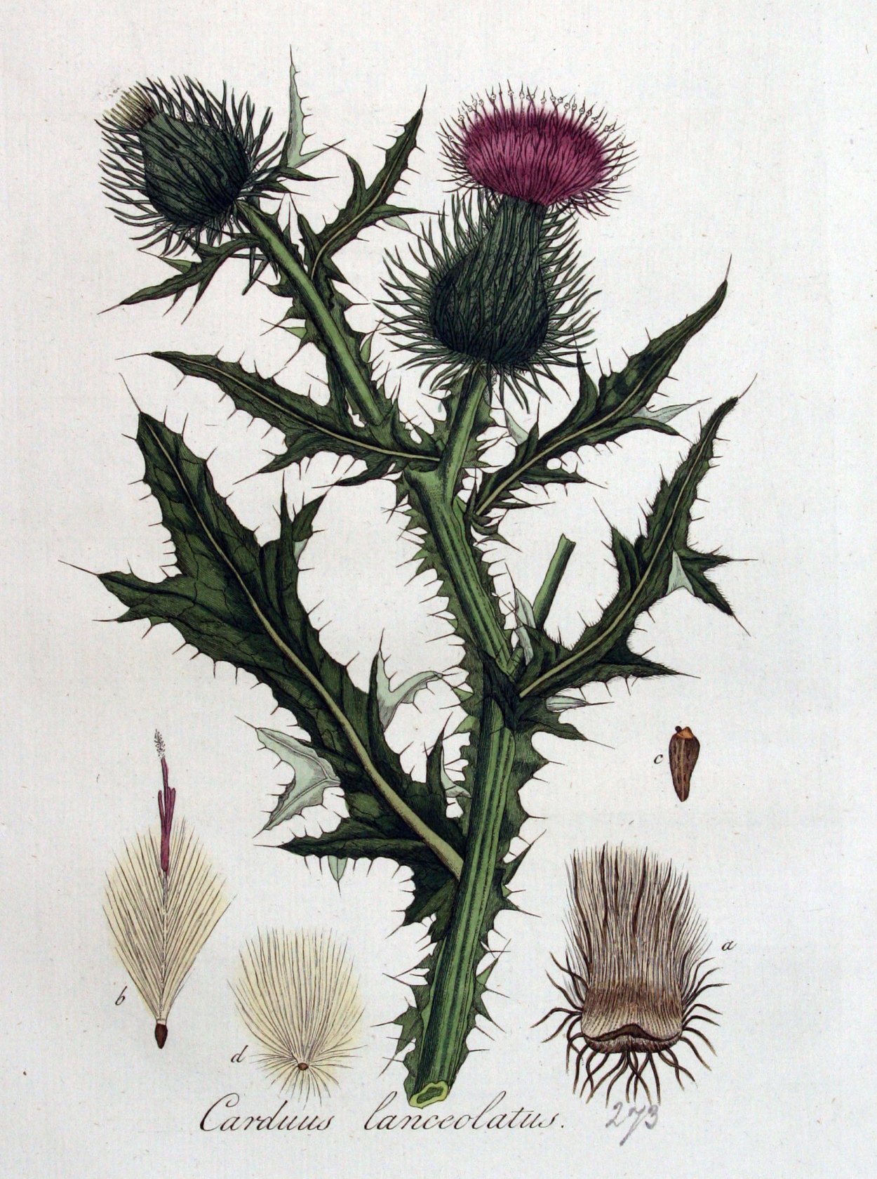 Бодяк шерстистый