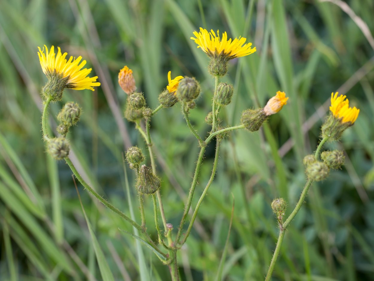 Осот желтый полевой