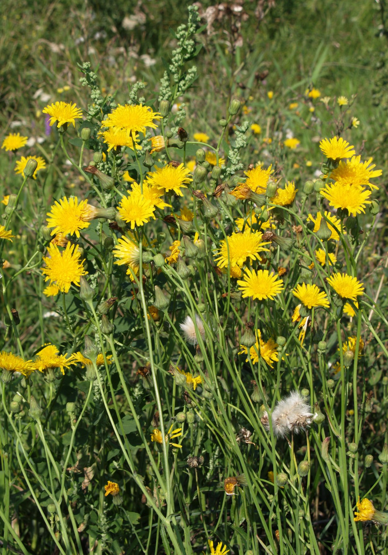 Осот огородный (Sonchus oleraceus)