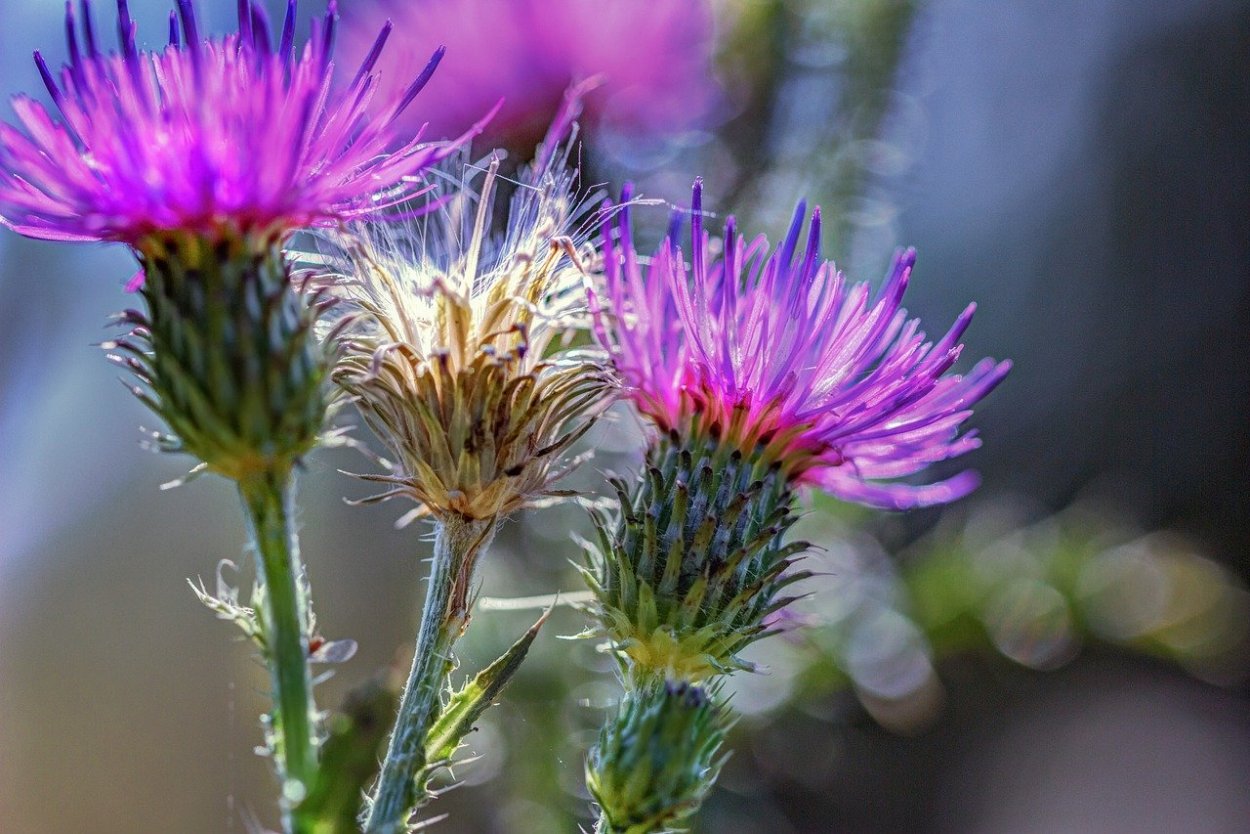 Бодяк обыкновенный (Cirsium vulgare)