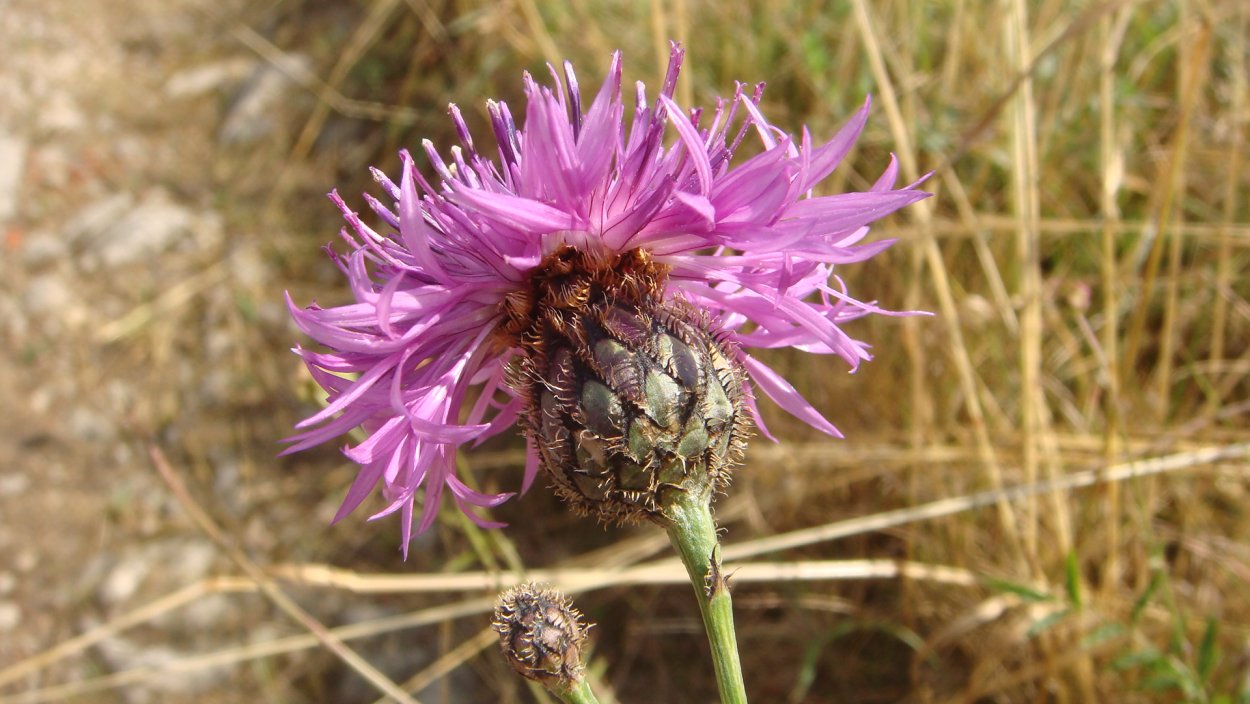 Осот розовый Бодяк