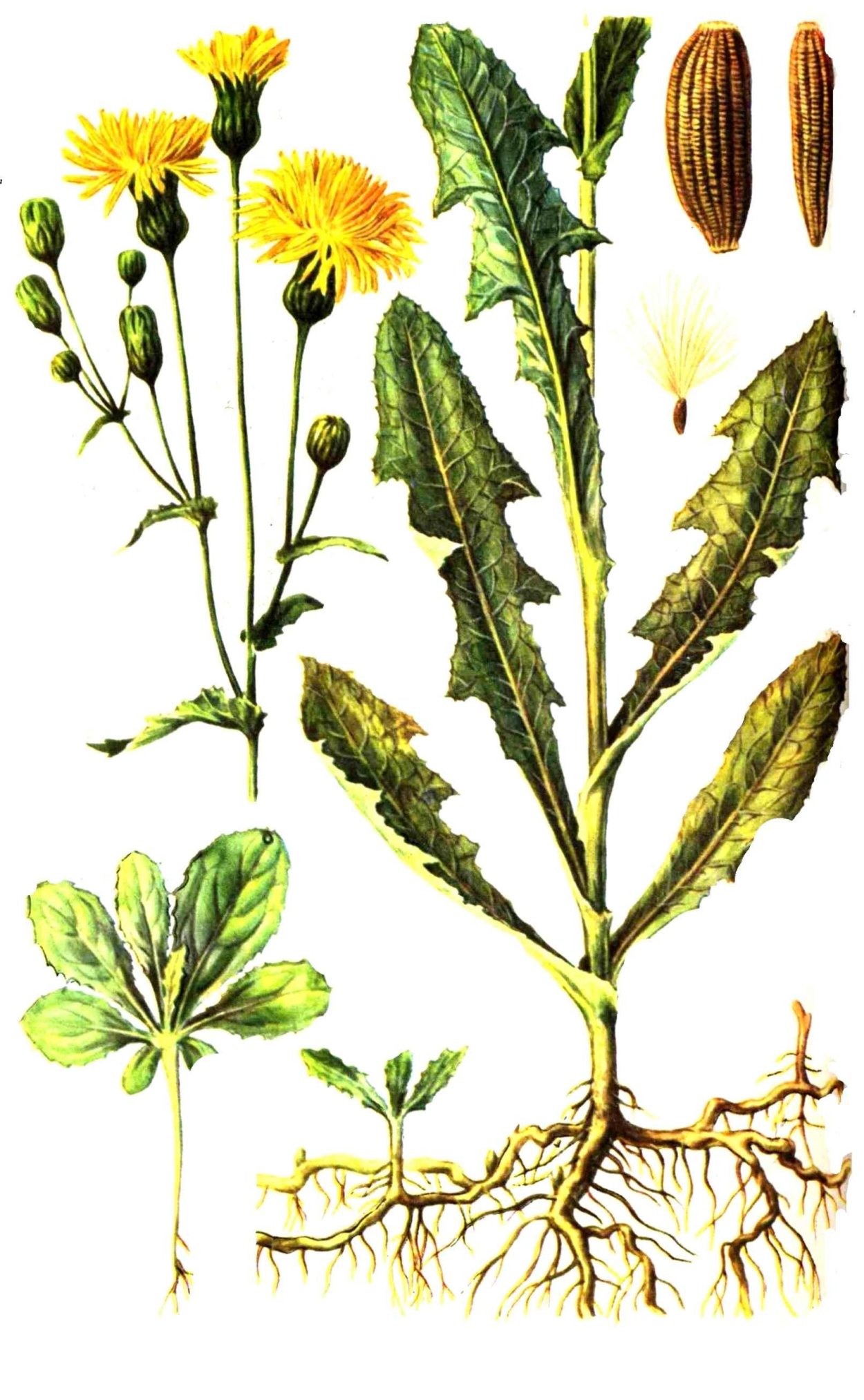 Осот полевой, осот желтый