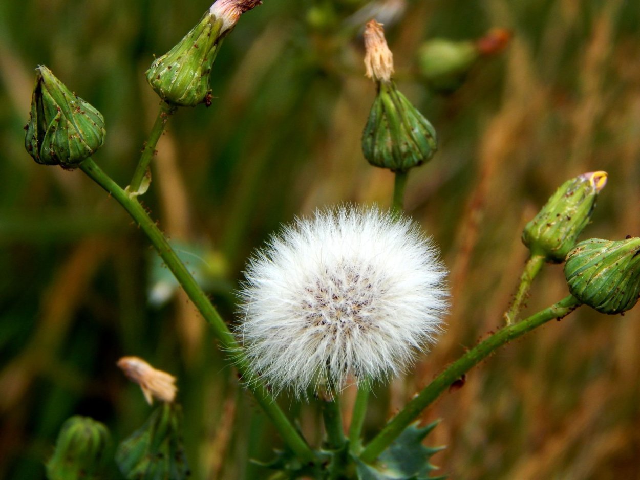 Соцветие осота полевого
