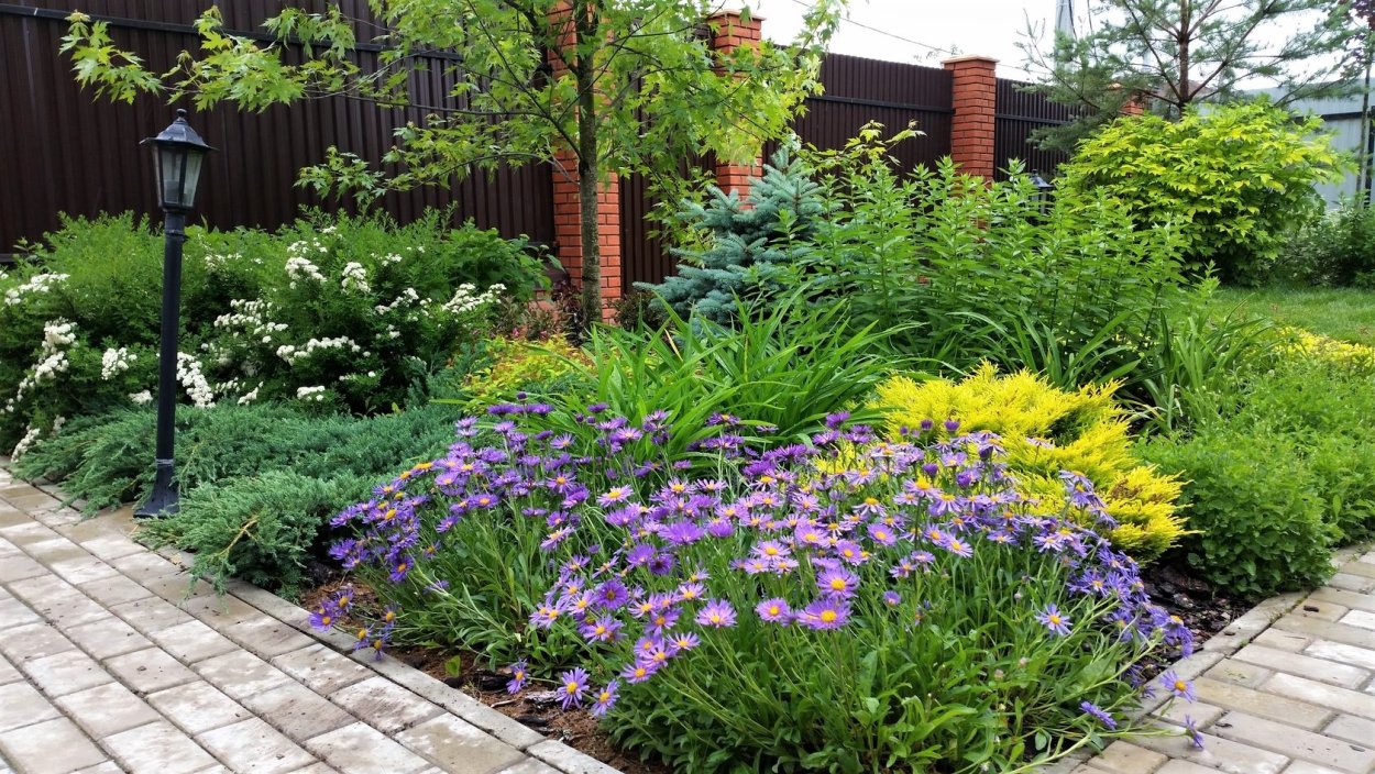 Астра кустарниковая в миксбордере