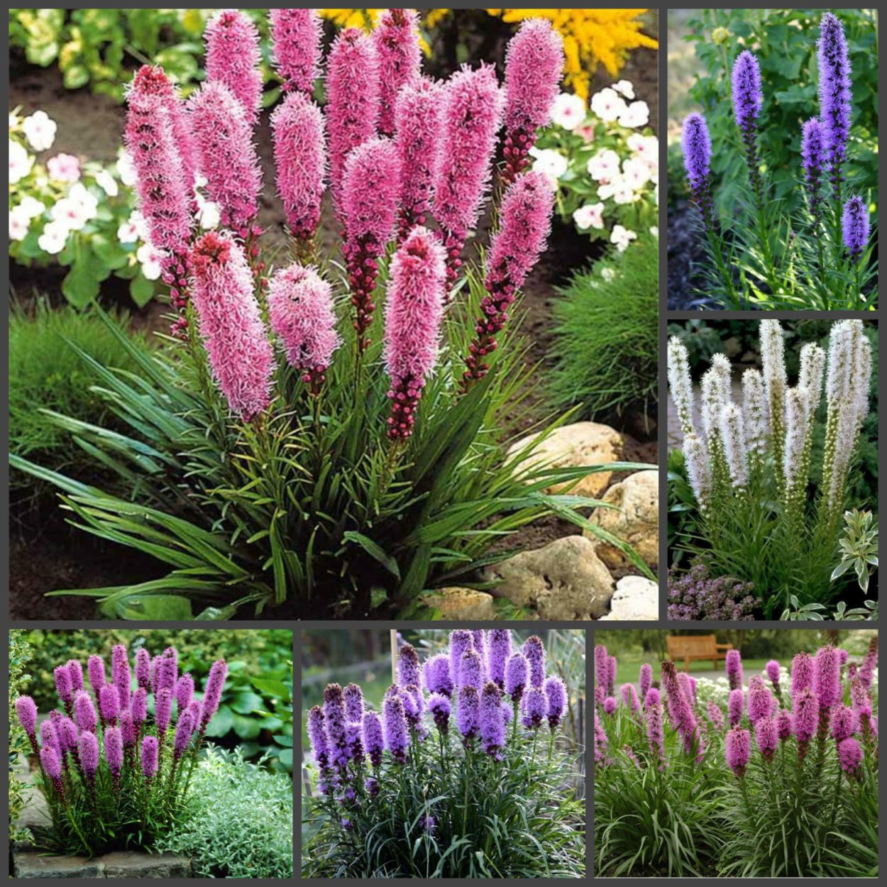 Лиатрис Пикадор