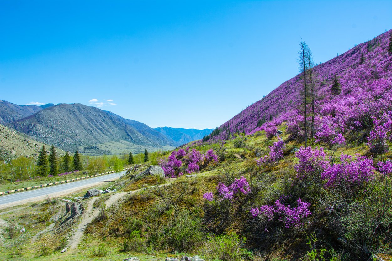 Растения горного алтая