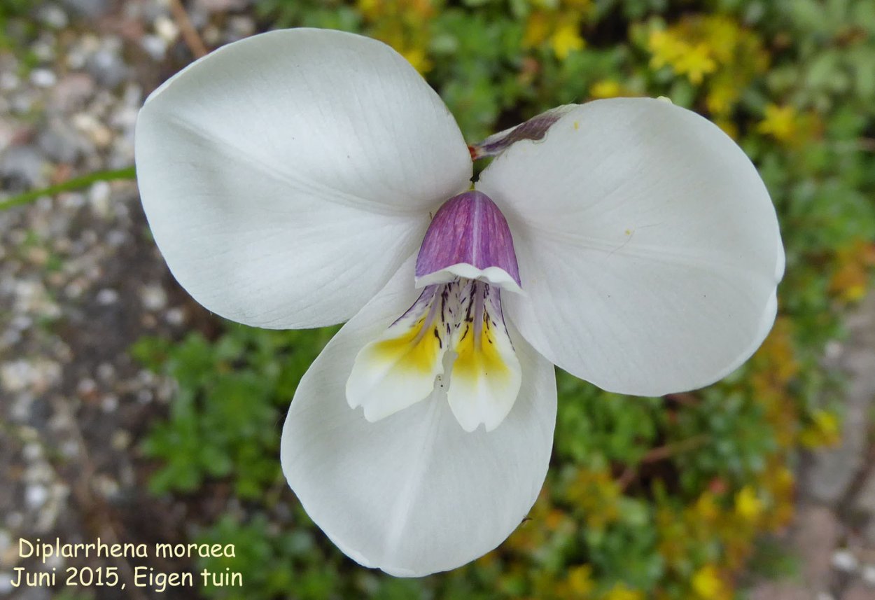 Moraea iridioides Flower Seeds