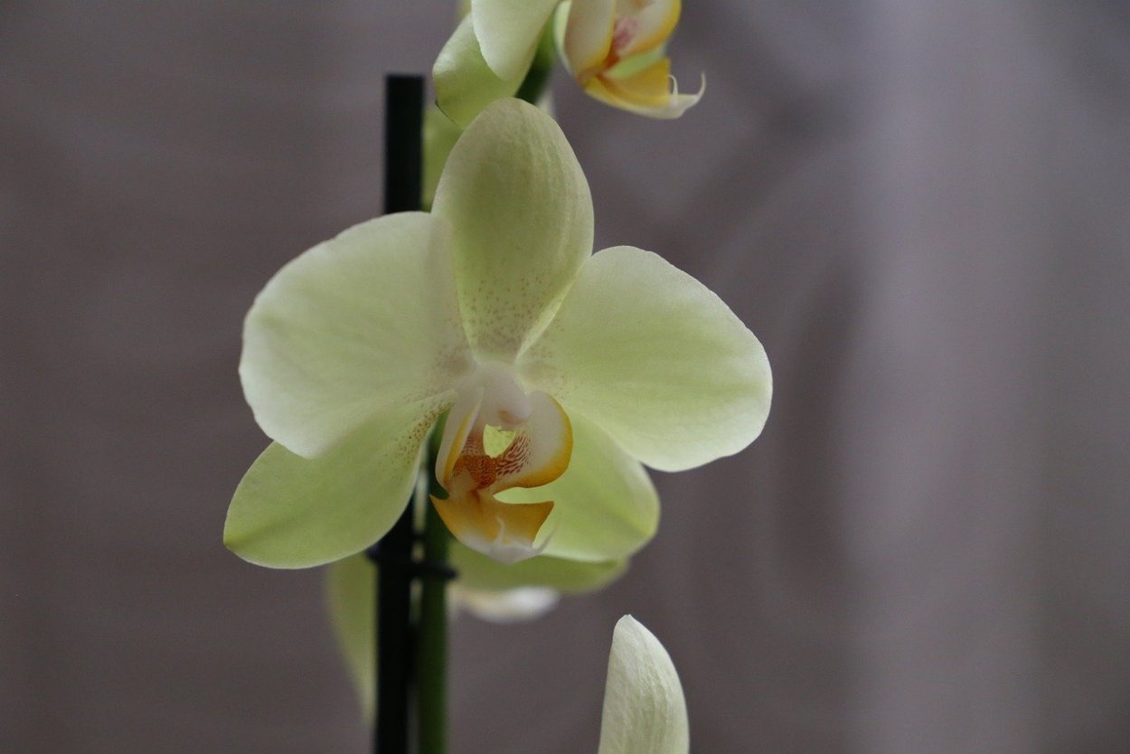 Голден давн орхидея