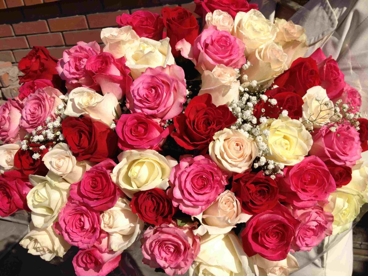 Роза олл ФО лав