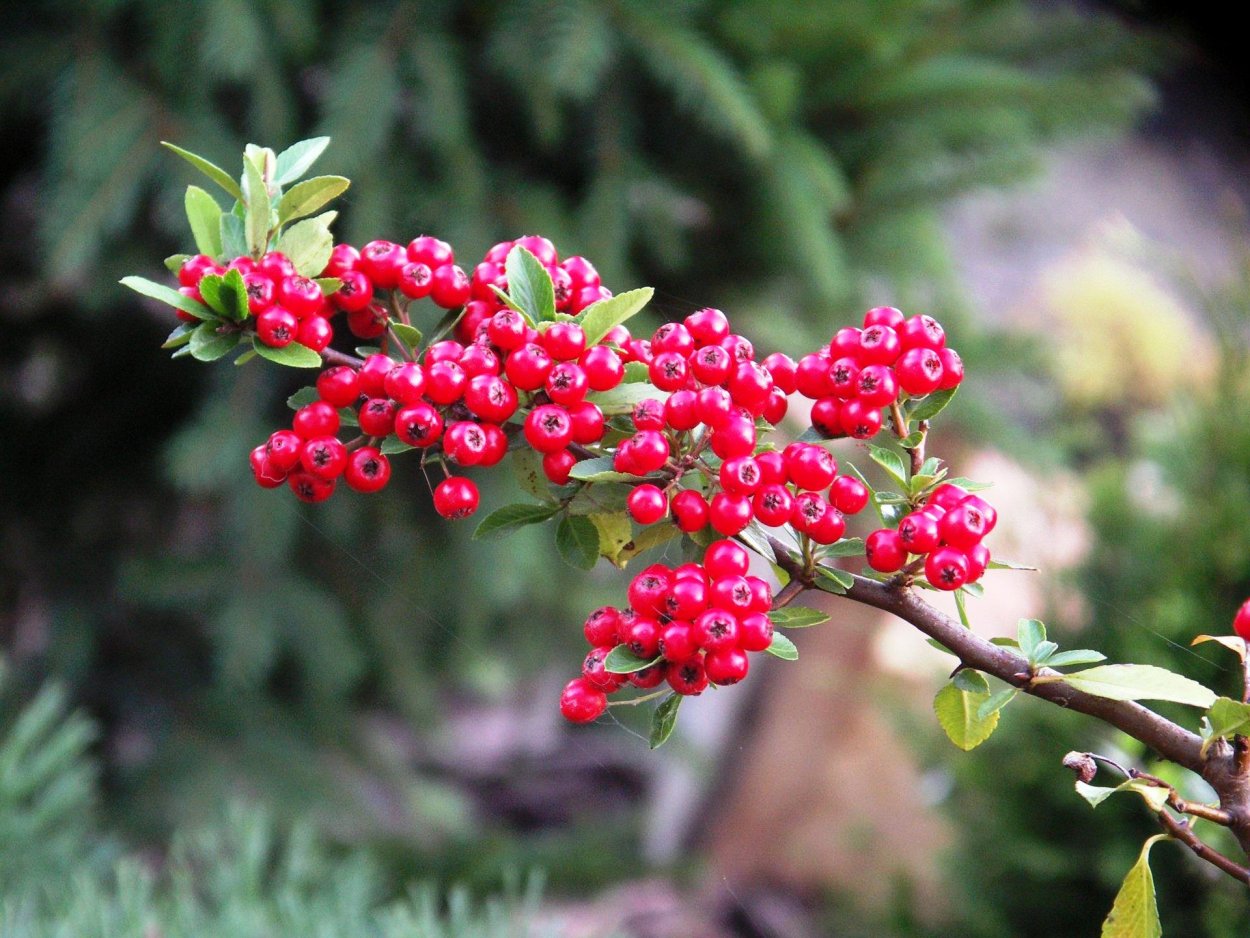 Пираканта ред Колумн зимостойкость