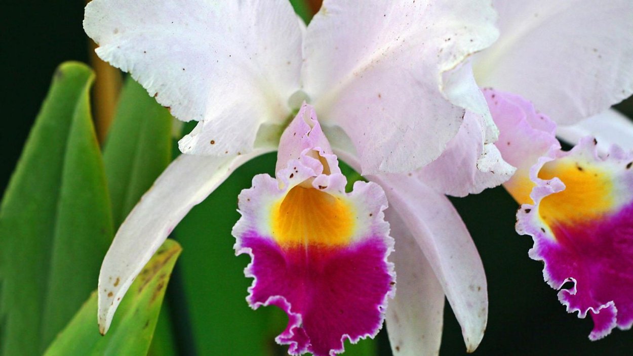 Абба орхидея