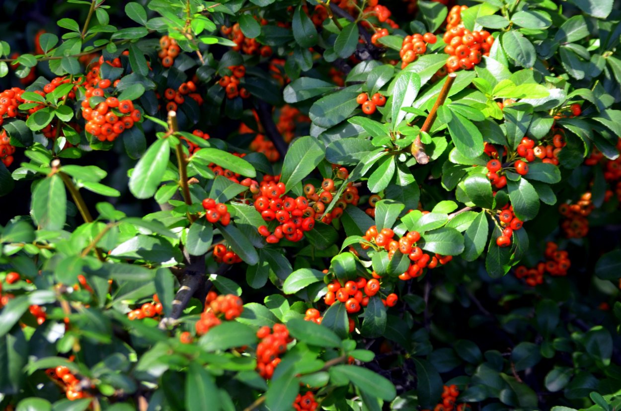 Пираканта Ангустифолия