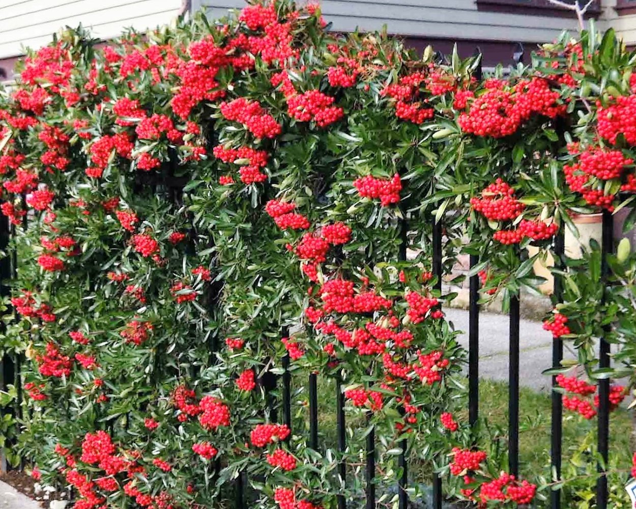 Пираканта ред Колумн