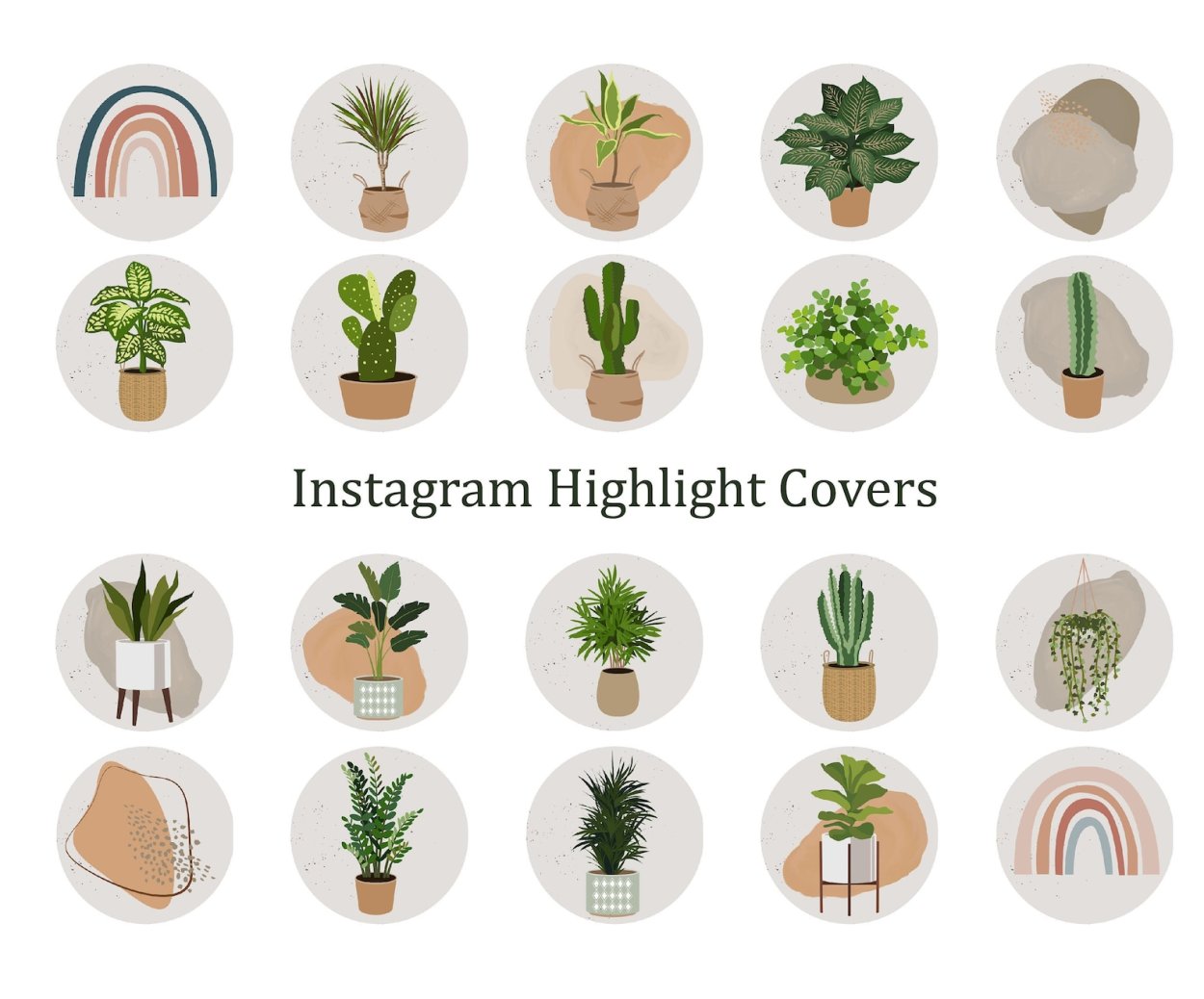 Гольдрауш вид куста