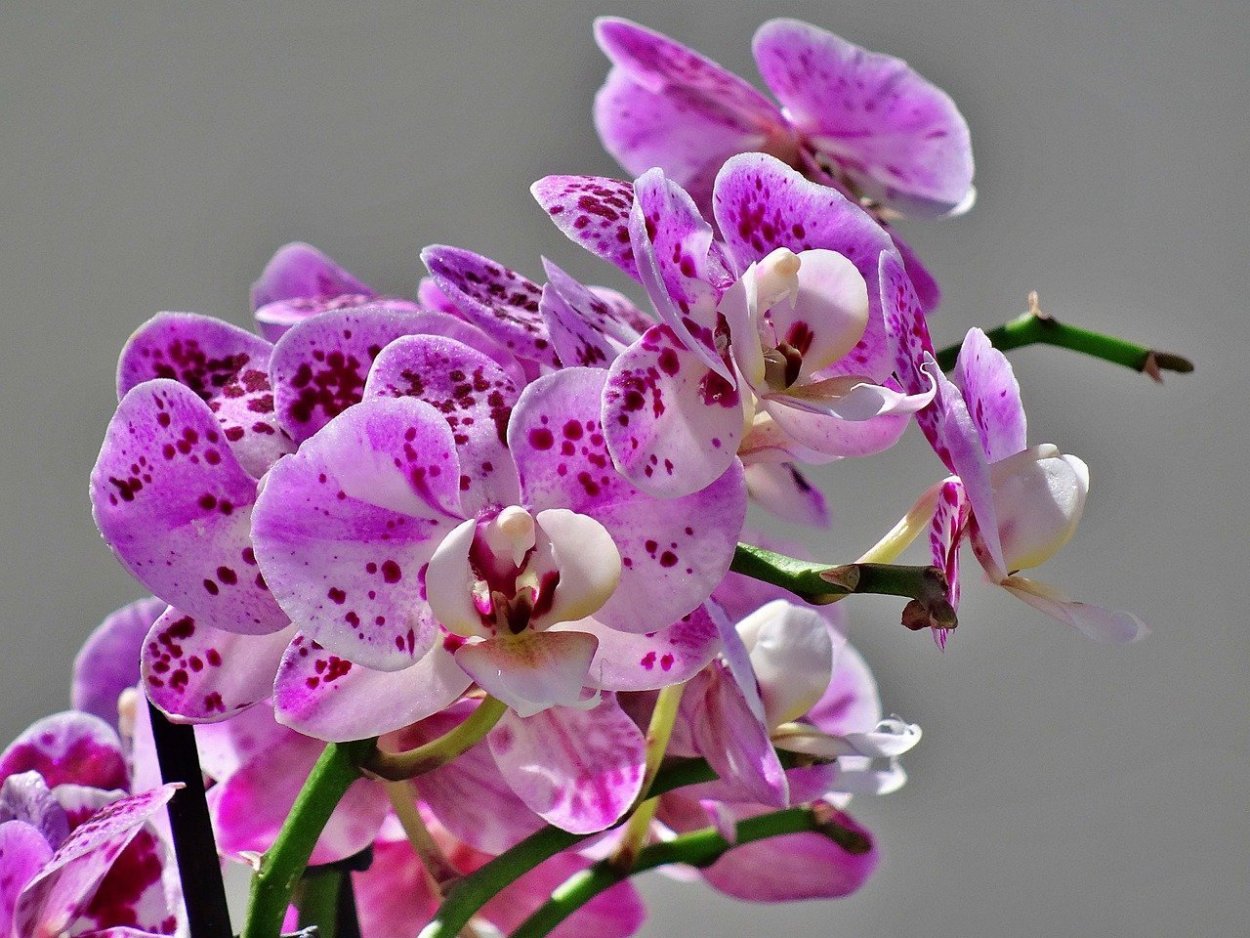 Хэппи герл орхидея