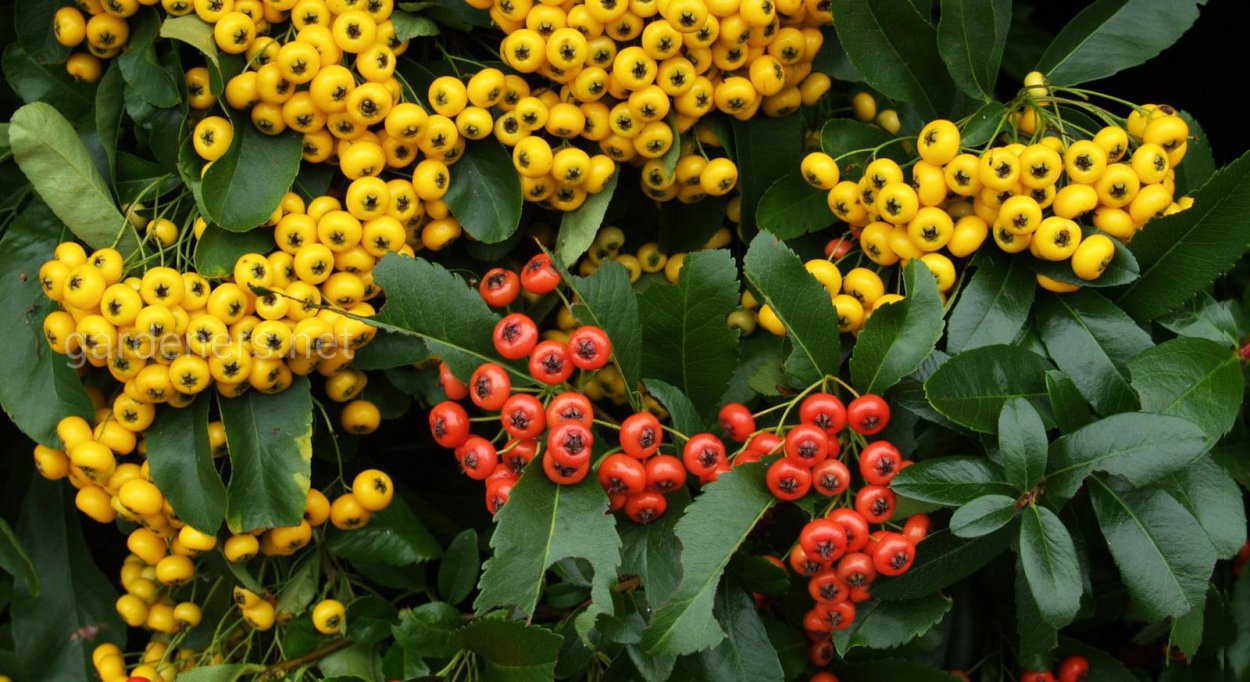 Пираканта Голден