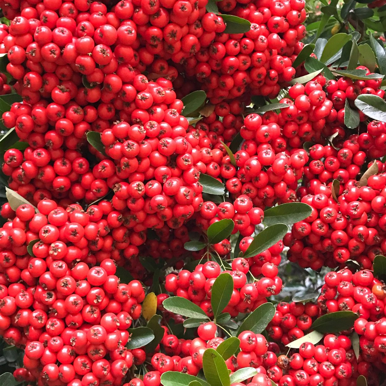 Цветы в доме комнатные