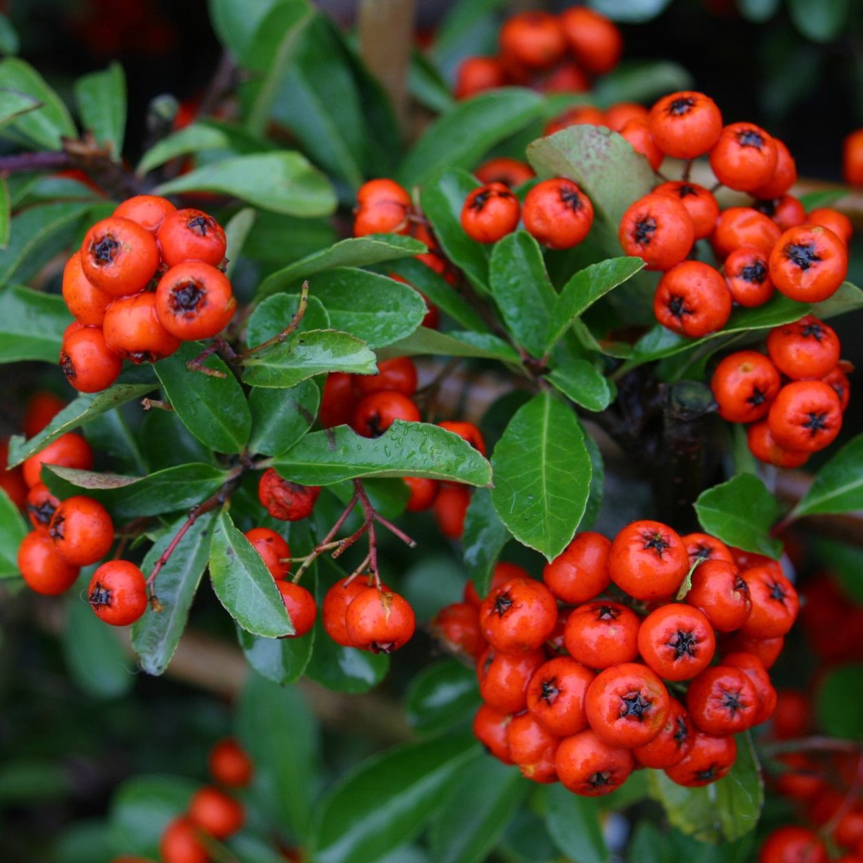 Кустарник пираканта Мохаве