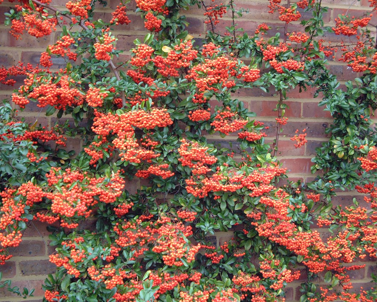 Листья Минимализм