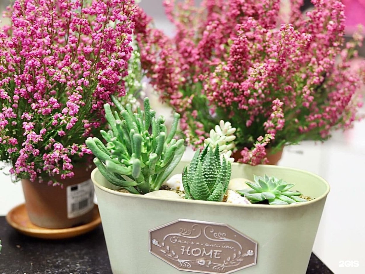 Кустарник пираканта красная