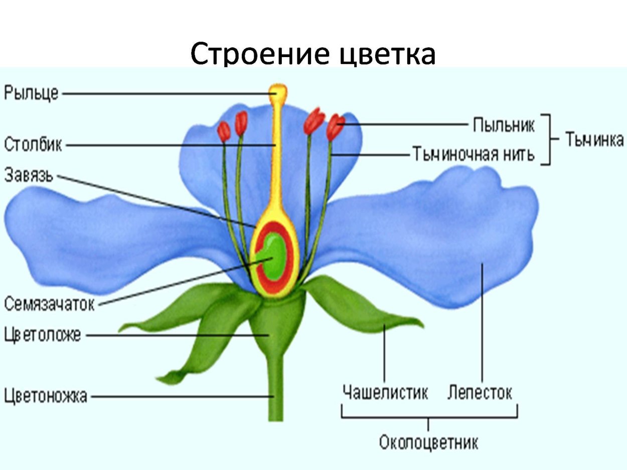 Виды венчика цветка