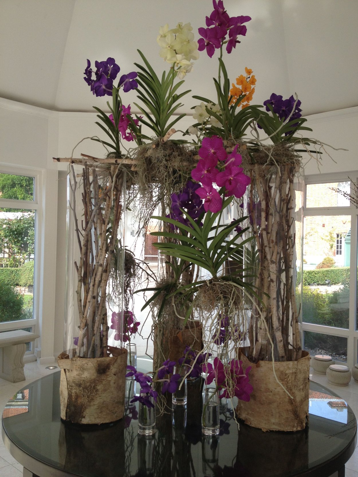 Орхидея Плант