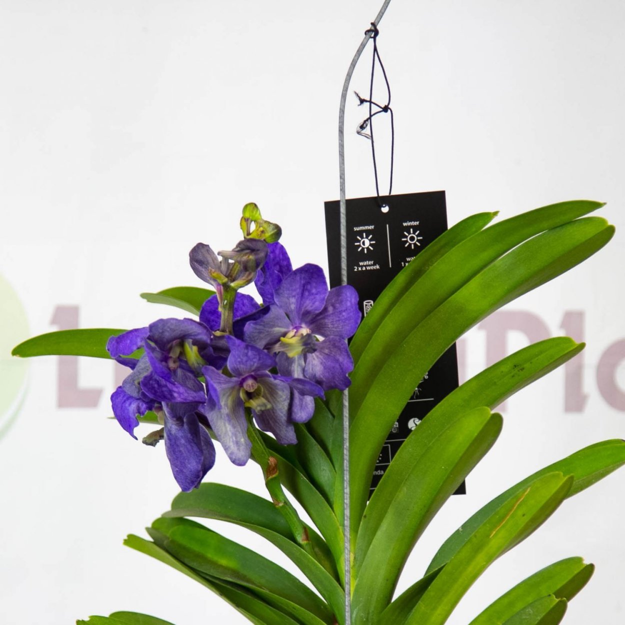 Орхидея Ванда зеленая