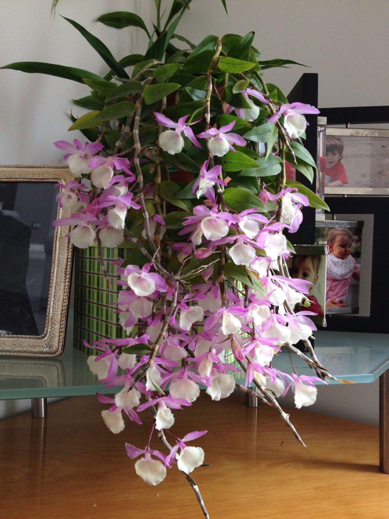 Орхидея фаленопсис висячая