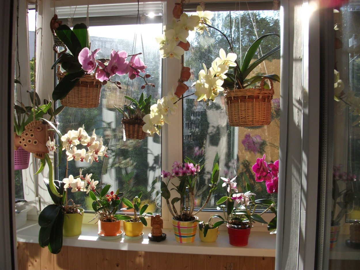 Висячая орхидея
