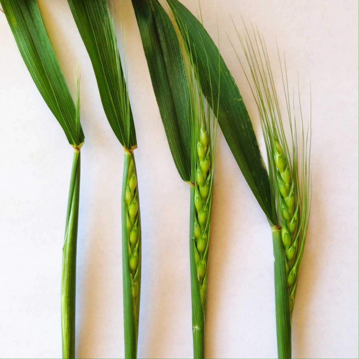 Флаговый лист озимой пшеницы