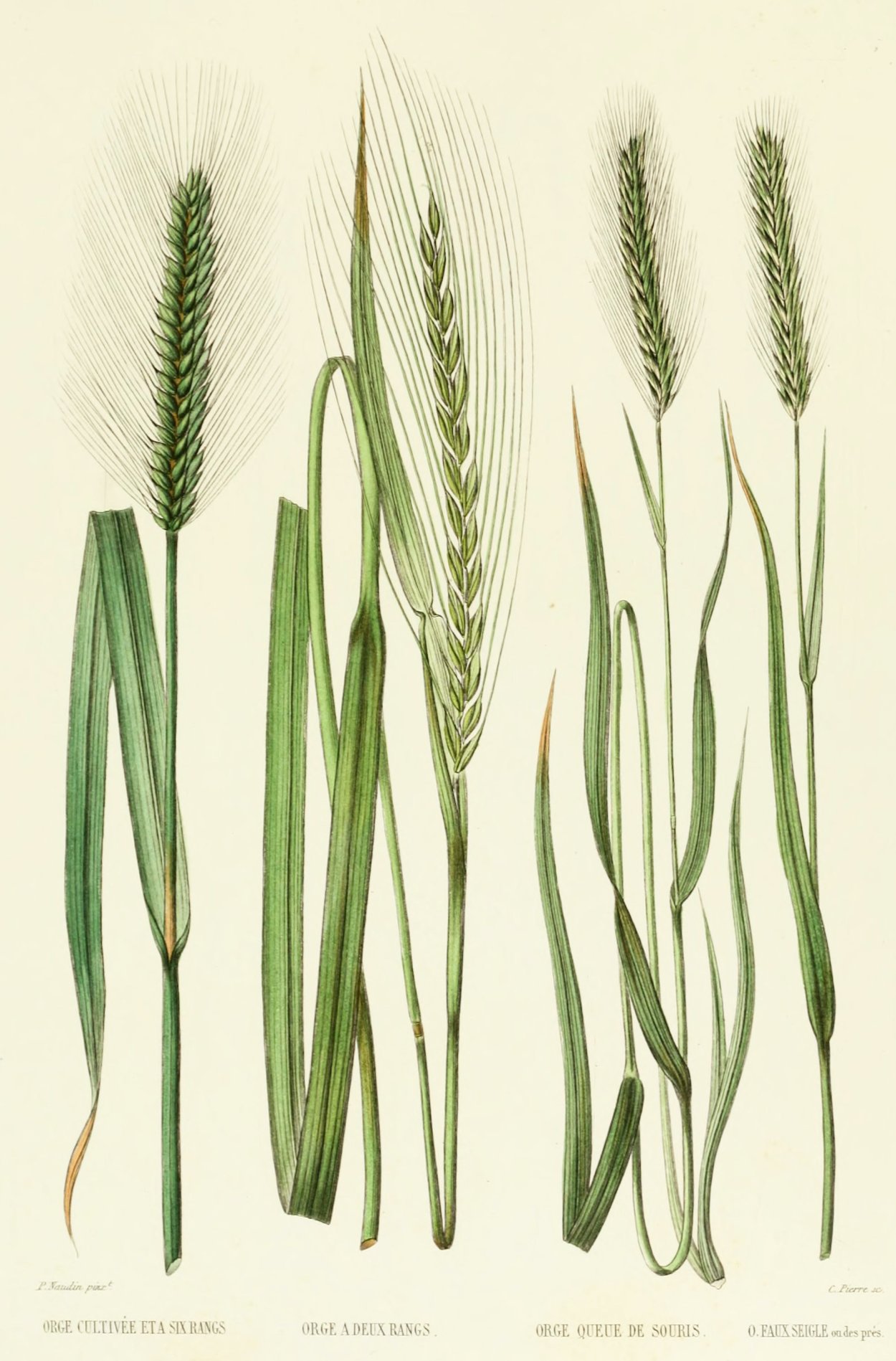 Ячмень Ярововой гербарий