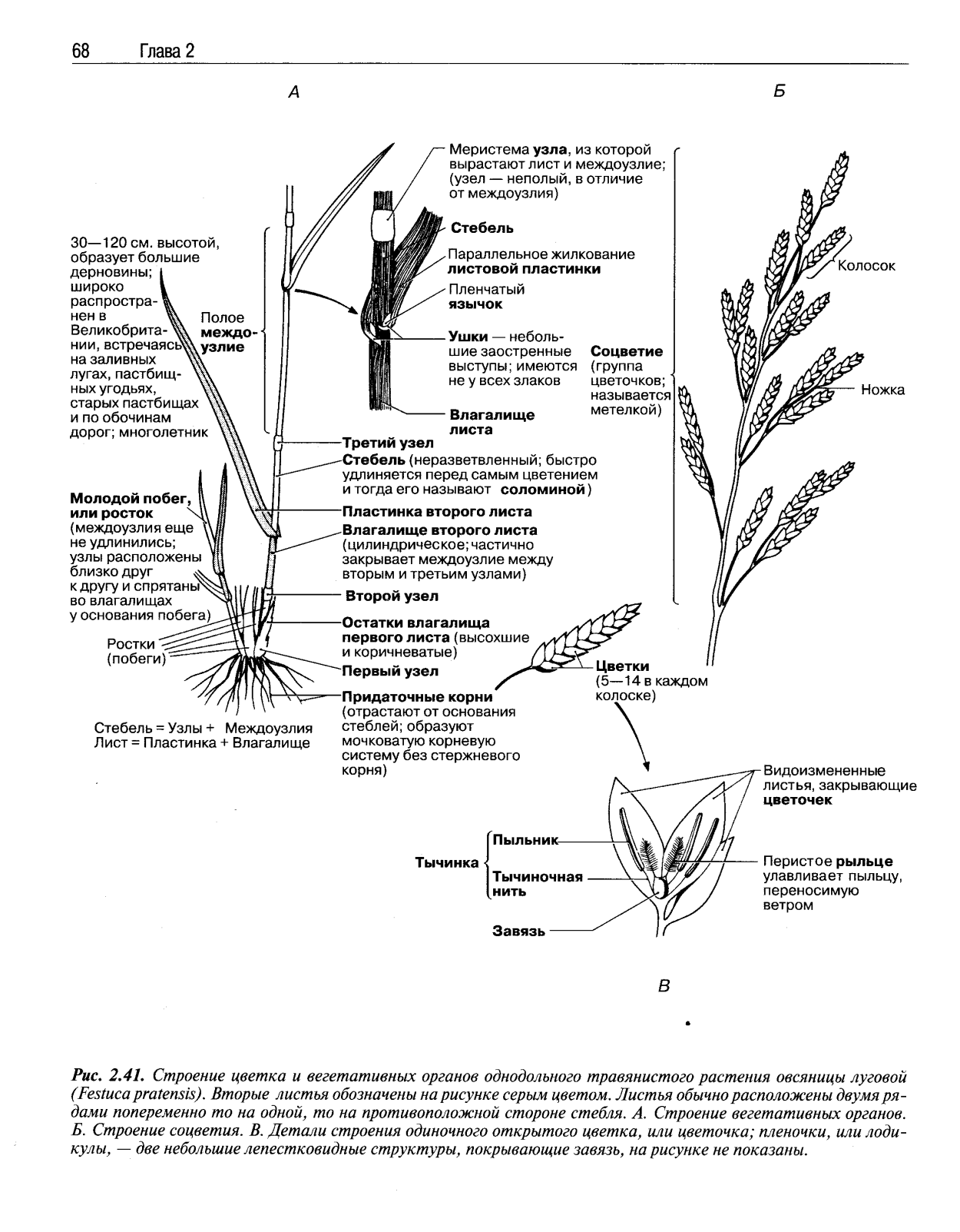 Семейство злаковые строение листа