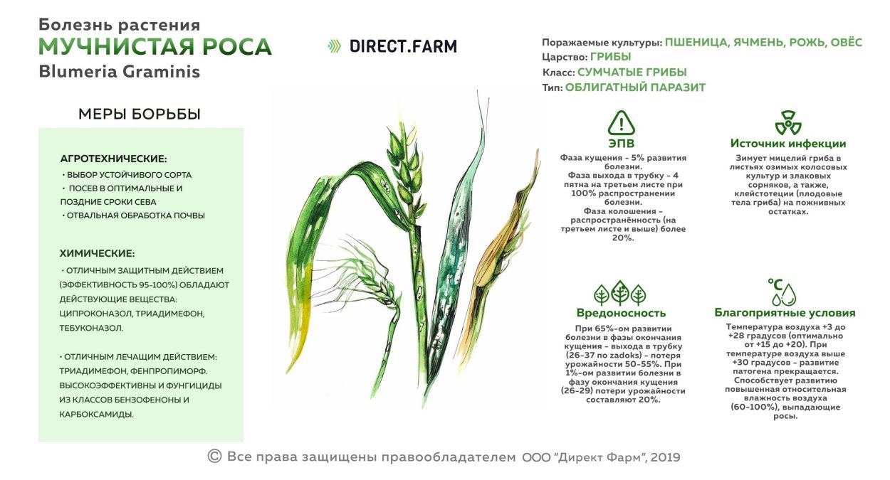 Мучнистая роса на Яровой пшенице