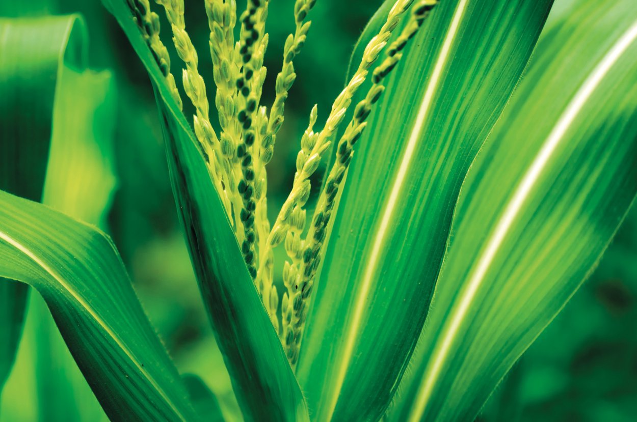 Рожь листья