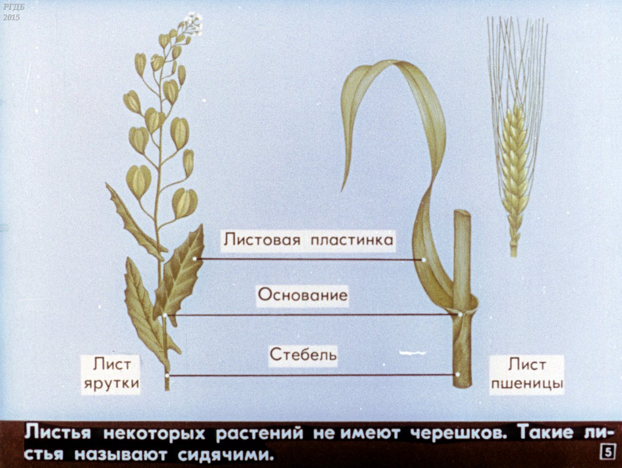 Листья и стебель пшеницы