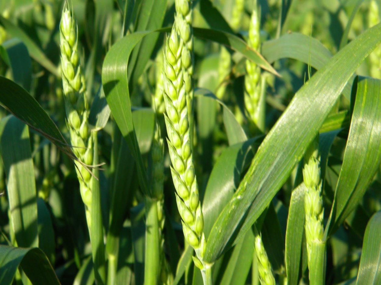 Лист злака