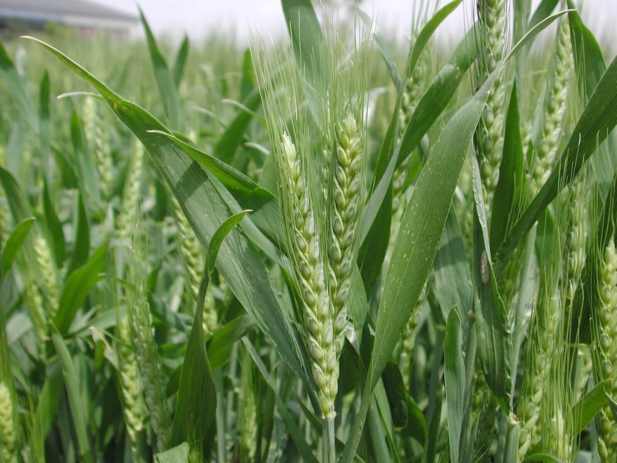 Флаговый лист Яровой пшеницы