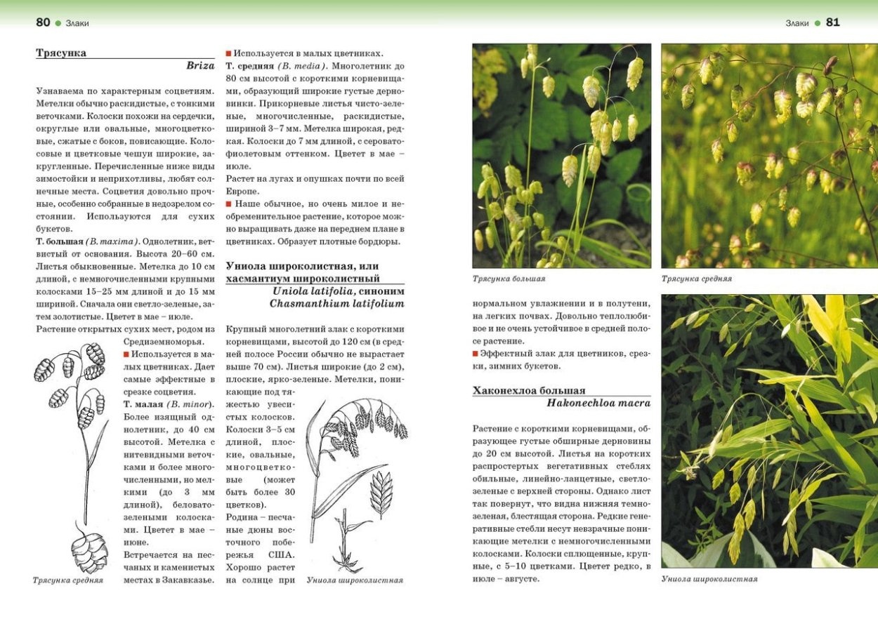 Атлас определитель декоративные травы Коновалова