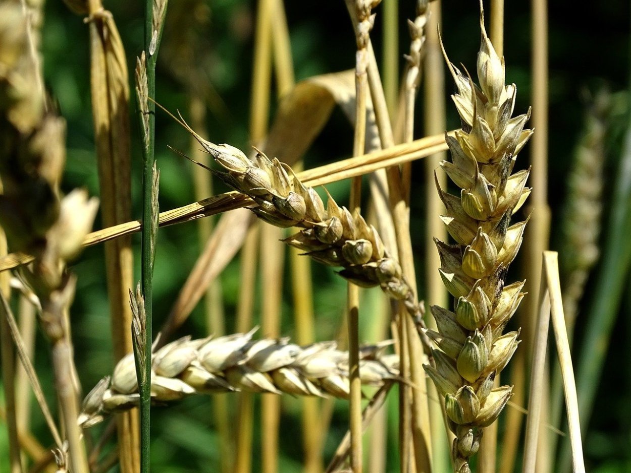 Злаковые Poaceae