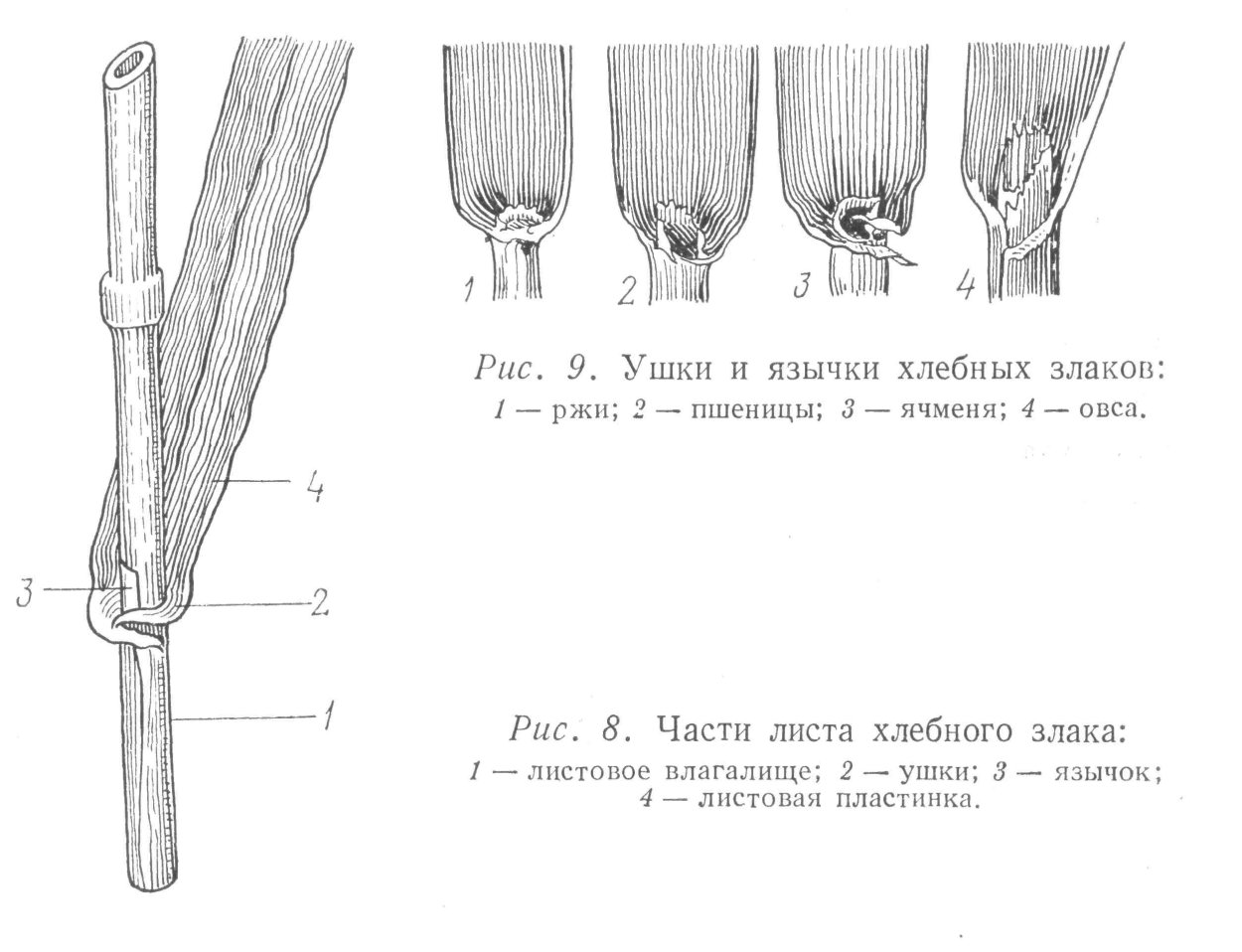 Строение стебля злаковых