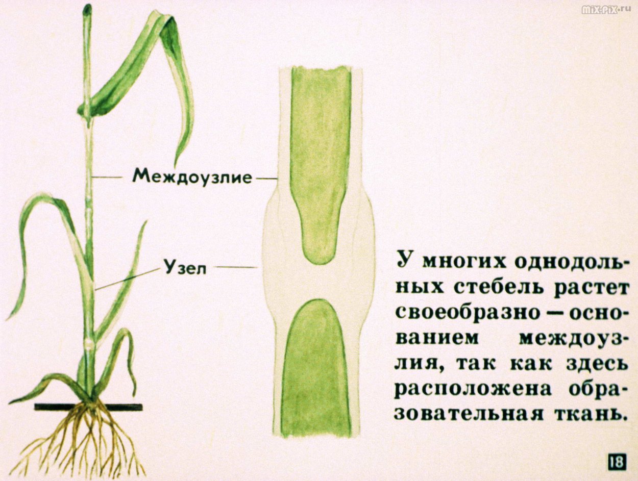 Стебель злаковых Соломина