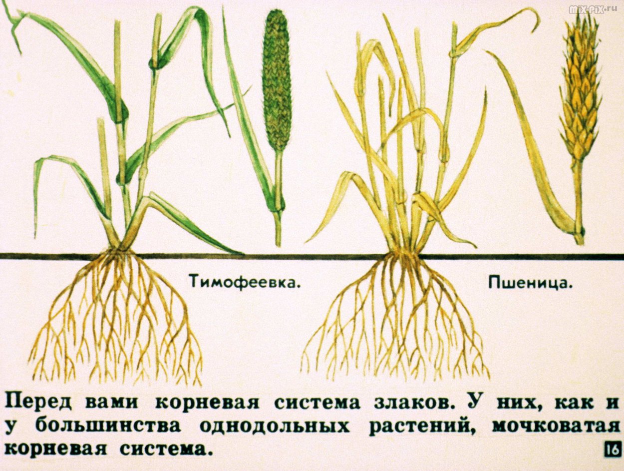 Мочковатая система корня у пшеницы